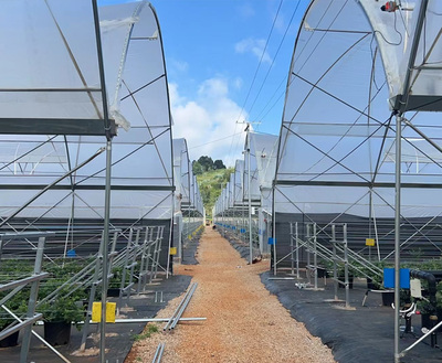 Philippines 100 hectare blueberry Greenhouse