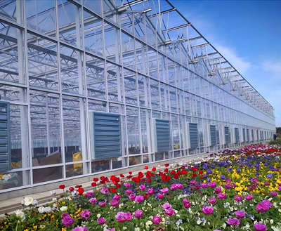 The USA 60hectare glass greenhouse