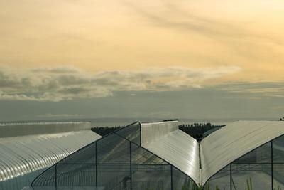 Greenhouse in Bali, Indonesia 印尼巴厘岛大棚