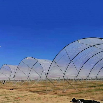 Multi span blueberry greenhouse 多跨蓝莓温室