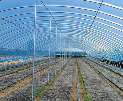 Malaysia 100 acres greenhouse