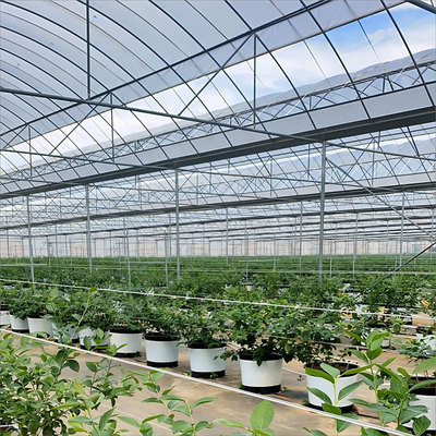 Film multi-span greenhouse &nbsp;薄膜连栋温室