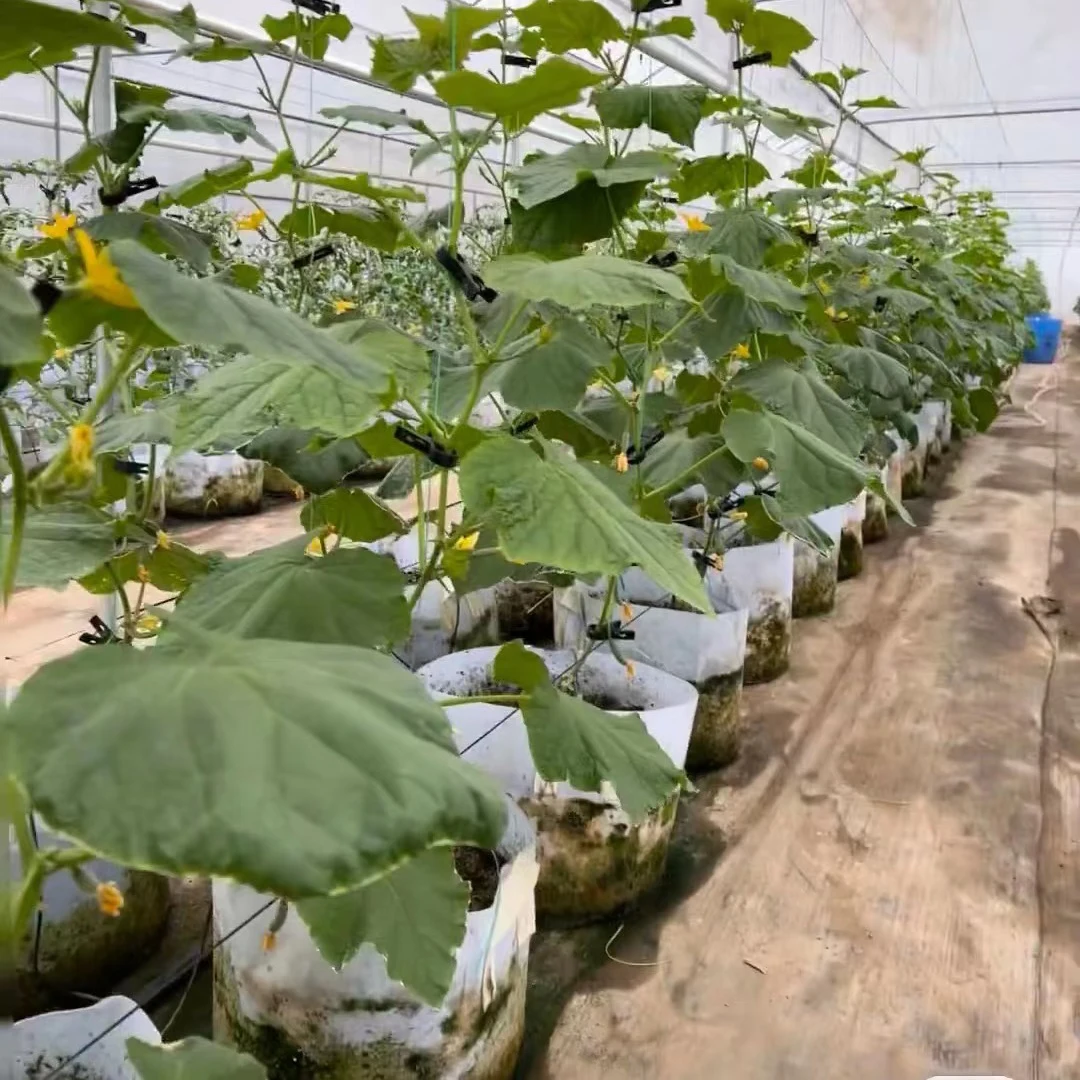 Round pipe greenhouse 圆管温室